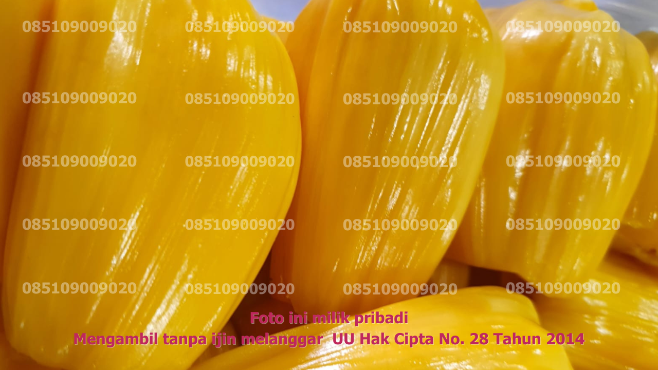 Nangka Dikupas 10