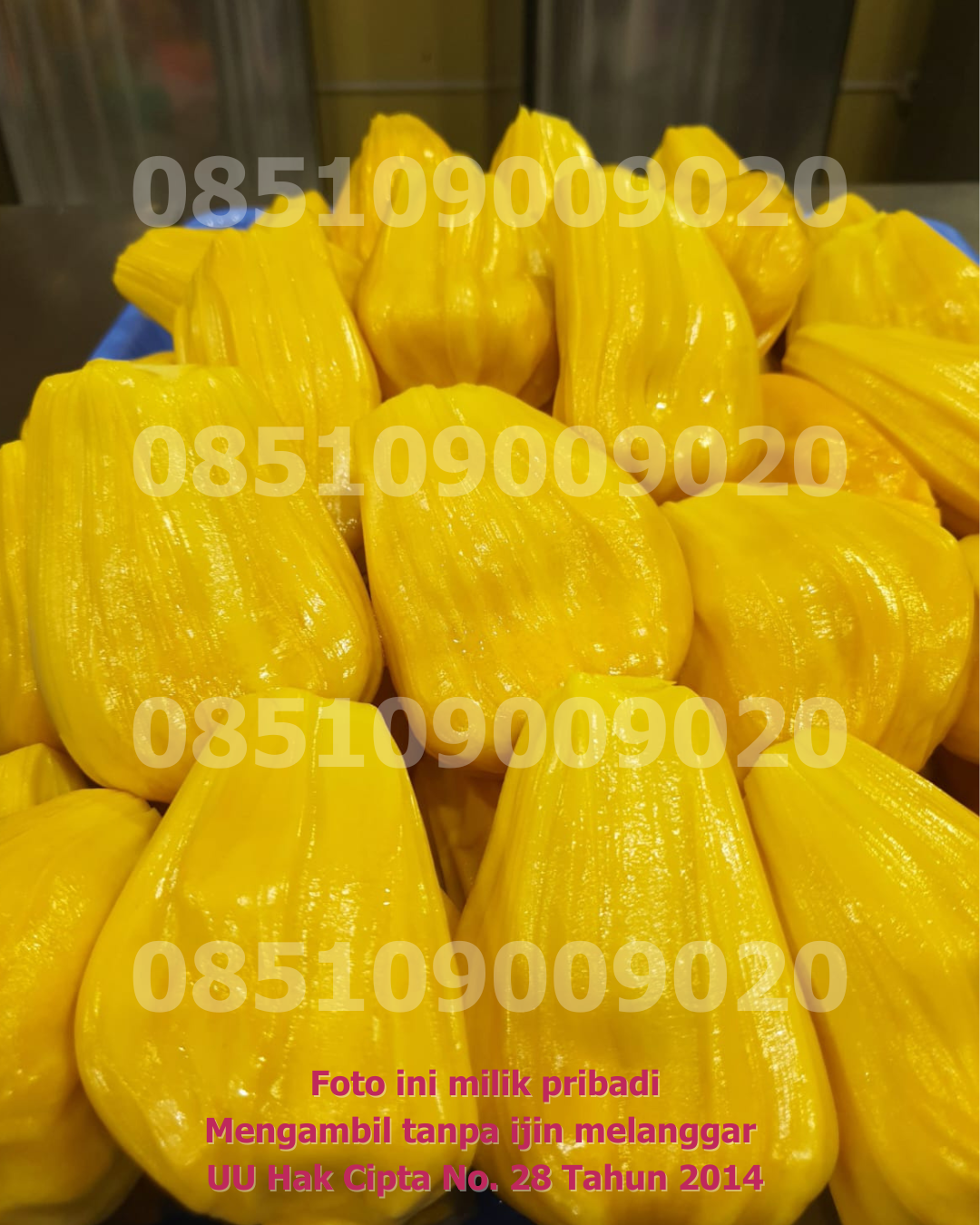 Nangka Dikupas 6