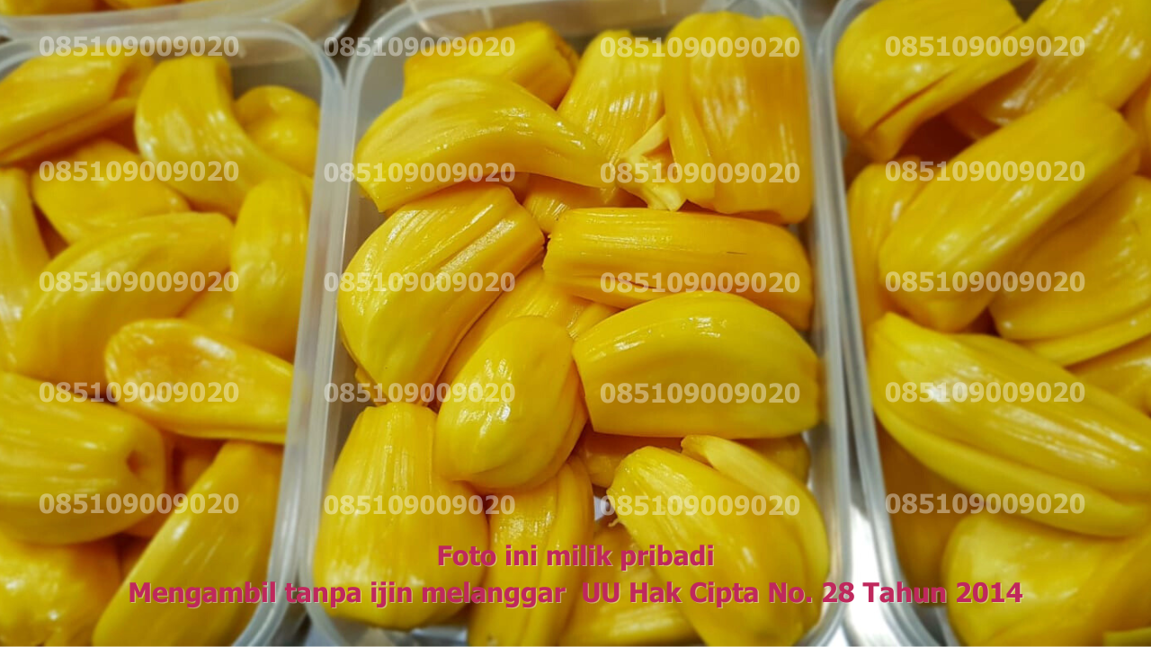 Fresh Pack Tiga