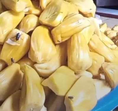 Nangka Dihinggapi Lalat